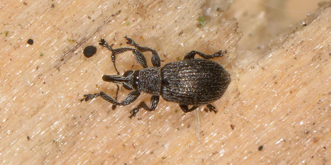 Apionidae: Betulapion simile, maschio
